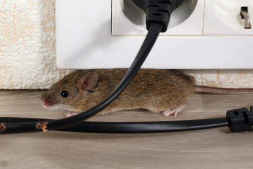 closeup,the,mouse,hides,in,corner,under,electric,outlet.,inside