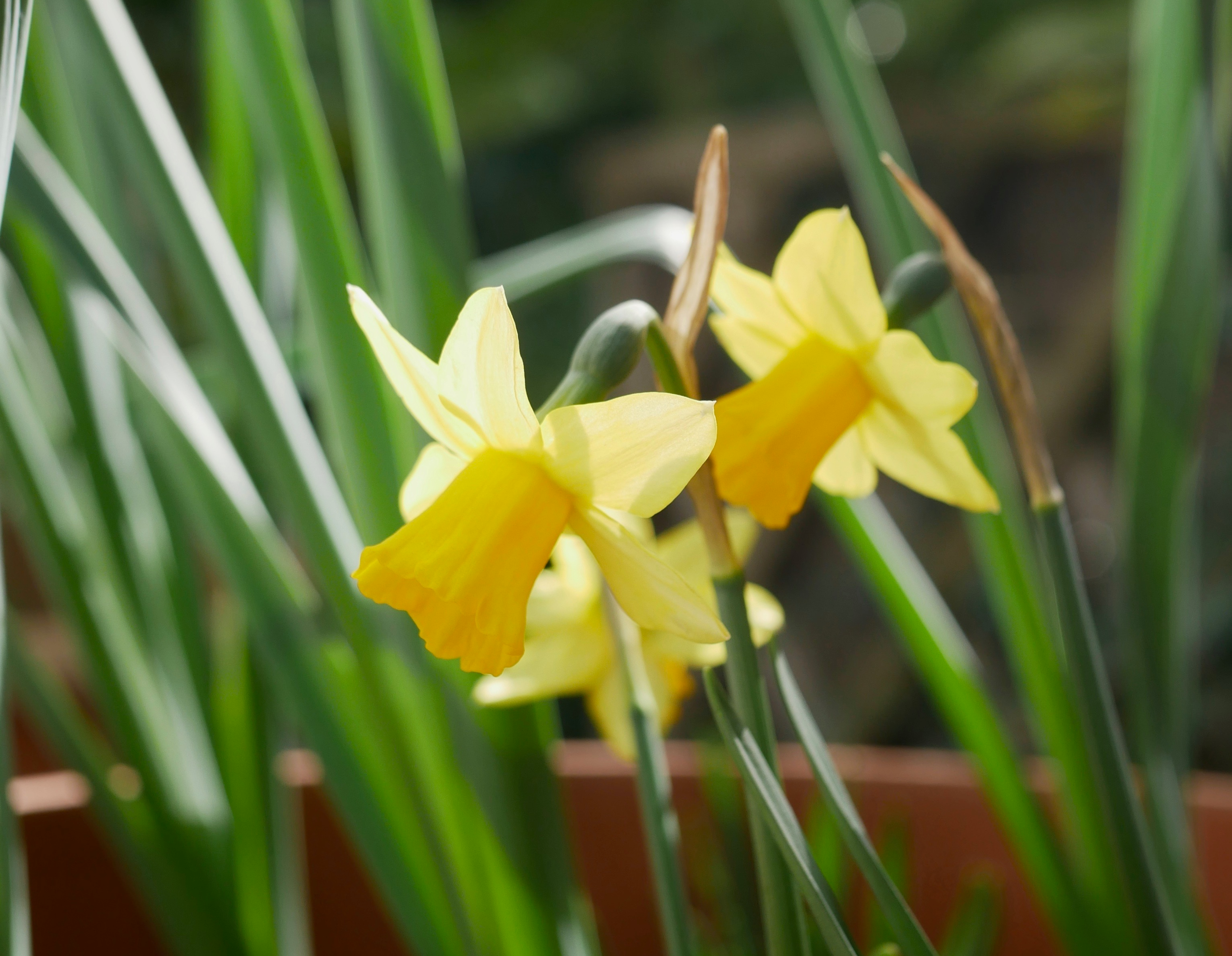 daffodils (1)