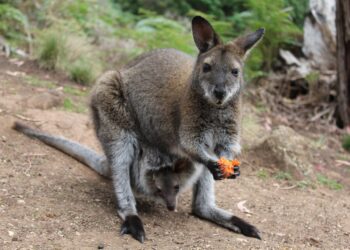 shutterstock 1288719193 (1)