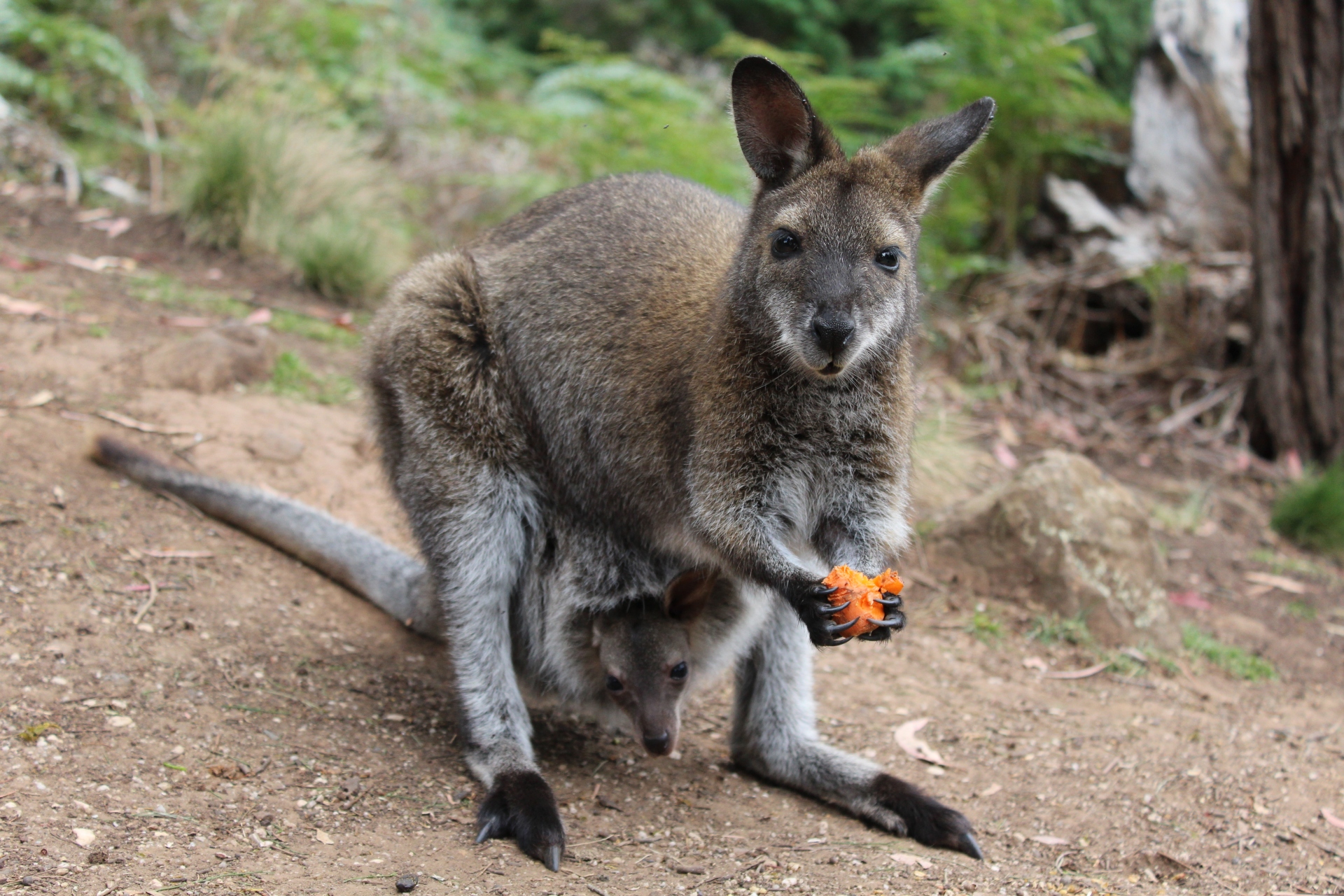 shutterstock 1288719193 (1)