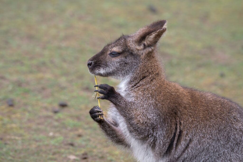 shutterstock 2304958763 (1)