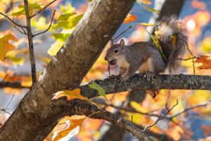 shutterstock 2395963953 (1)