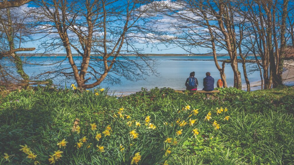 srping daffodils at penrhos nature reserve, anglesey, north wales, uk