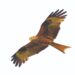 red kite in flight