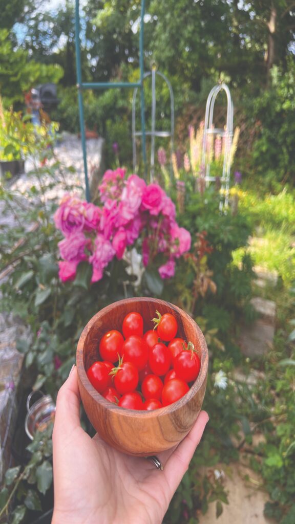 homegrown tomatos and climbing roses in background cmyk
