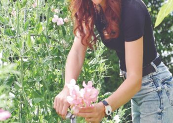 monica pickicn sweet peas cmyk