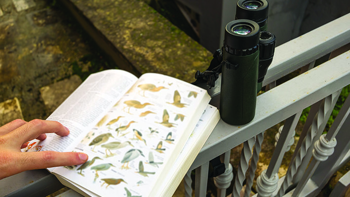 binoculars,and,bird,guide,birdwatching