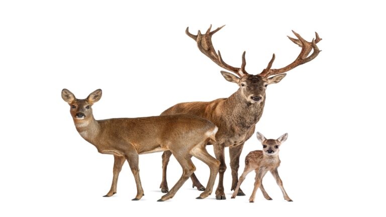 deers