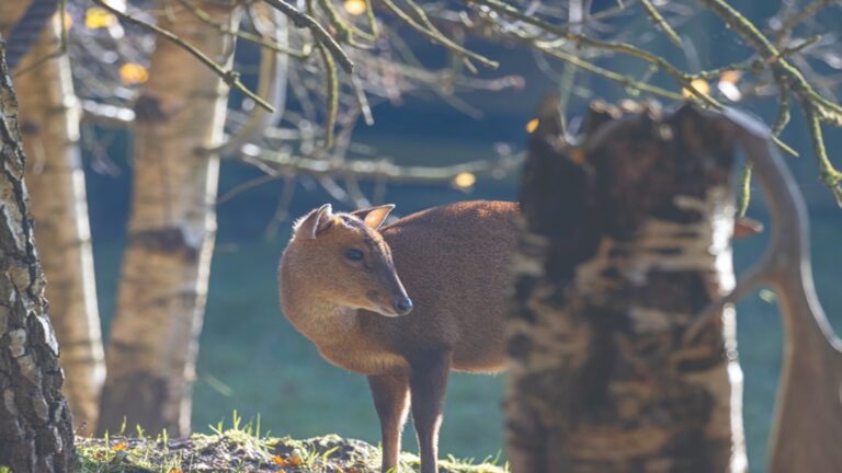 naco muntjac deer