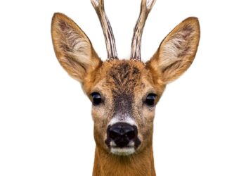deer (1)