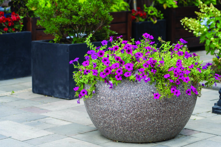 stone,pot,blooming,petunias,on,pedestrian,pavement,paved,with,stone